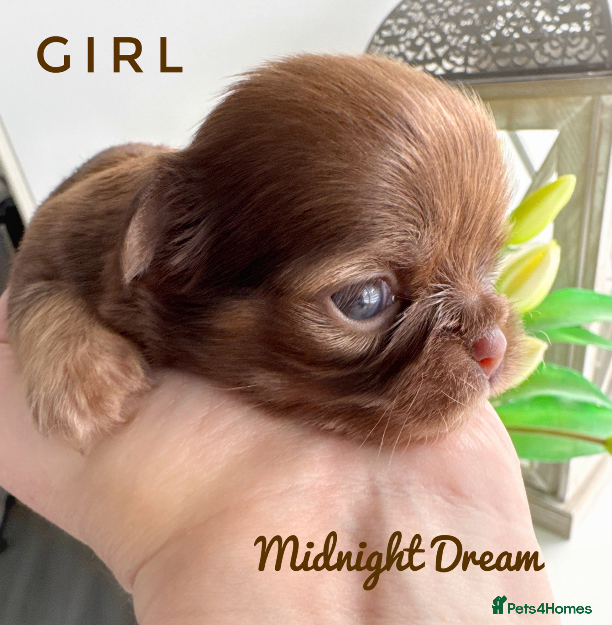 Chihuahua dogs KC chocolate and lilac long coat quality puppies  - Advert 1