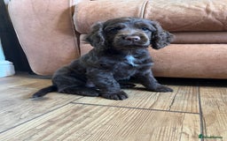 Cocker Spaniel dogs for sale: Cocker spaniel  - Image 4