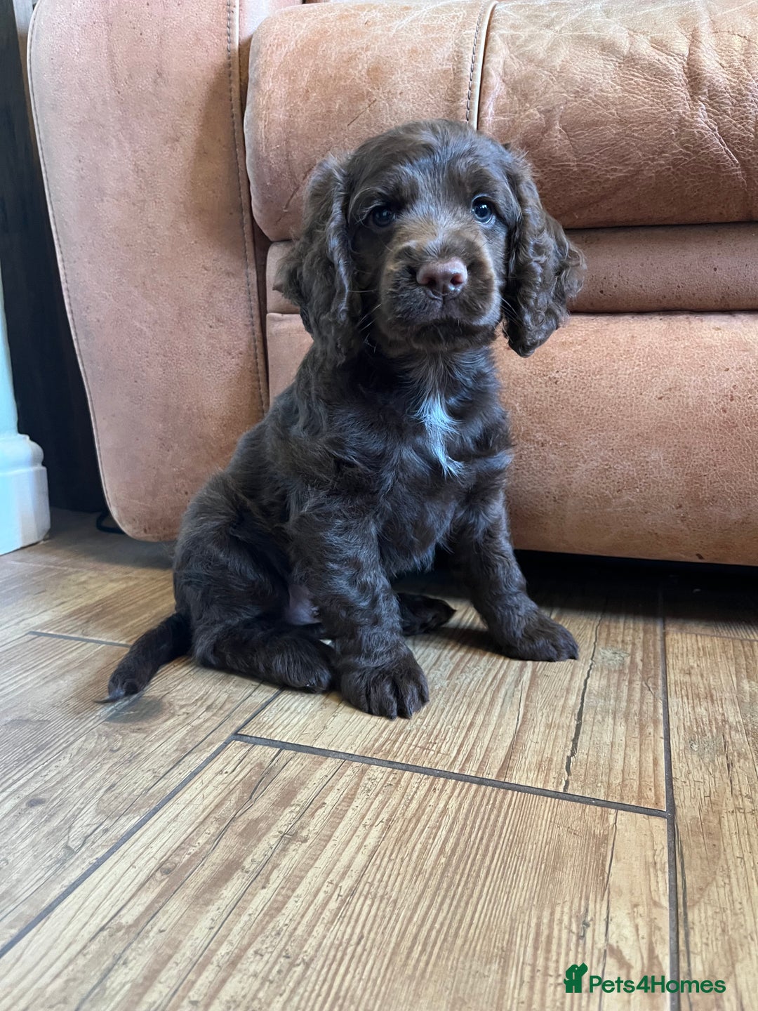 Cocker Spaniel dogs for sale: Cocker spaniel  - Image 4