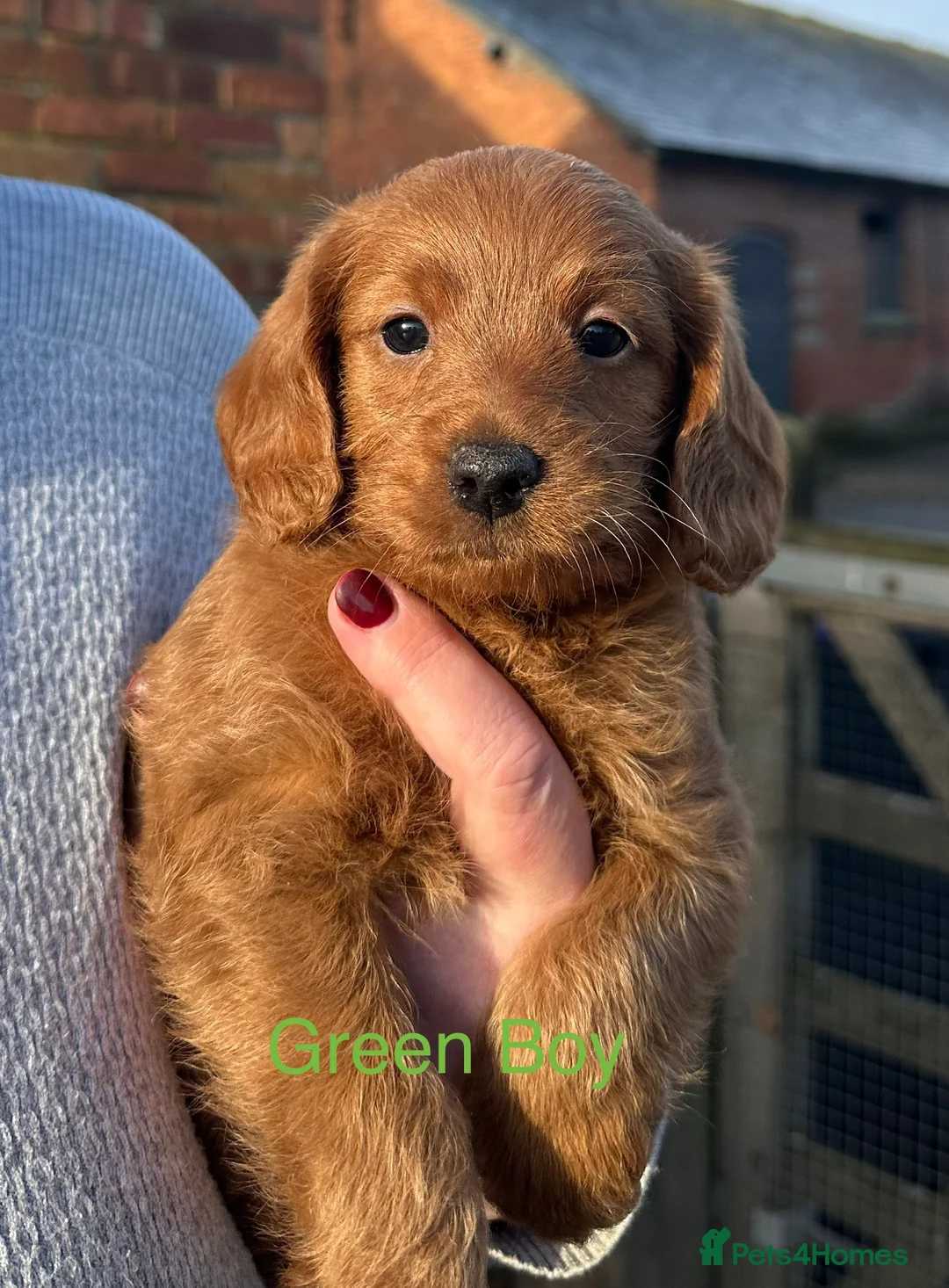 Labradoodle dogs for sale: Quality F1b Deep Red Miniature Labradoodles. - Advert 9