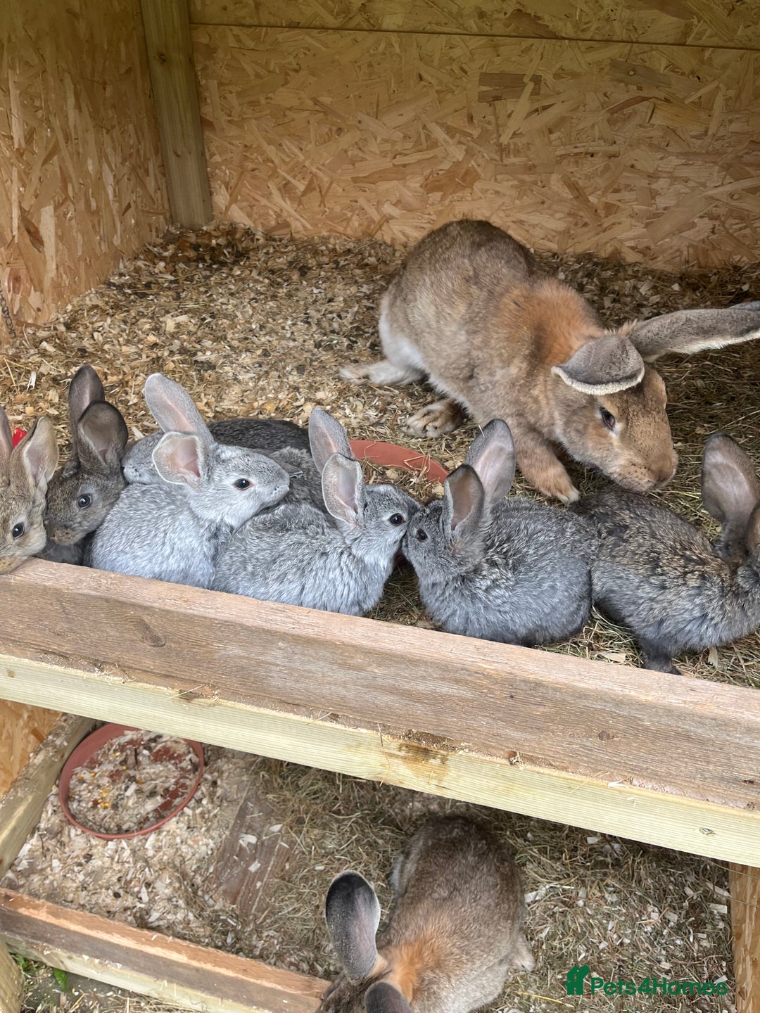 Continental Giant rabbits for sale: Rabbits for sale very nice  - Image 2