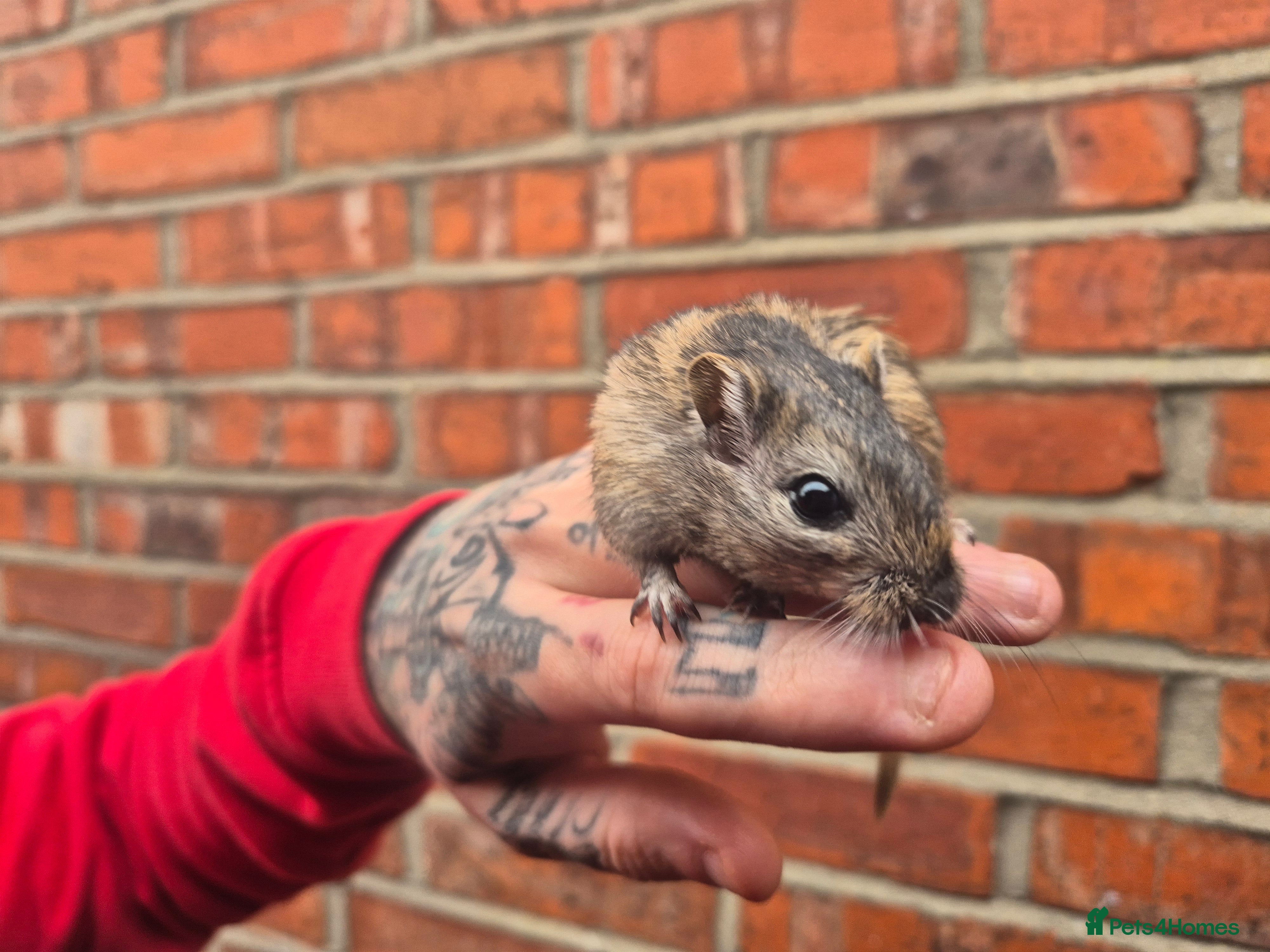 Gerbil rodents 2 x male gerbils looking for home - Advert 1