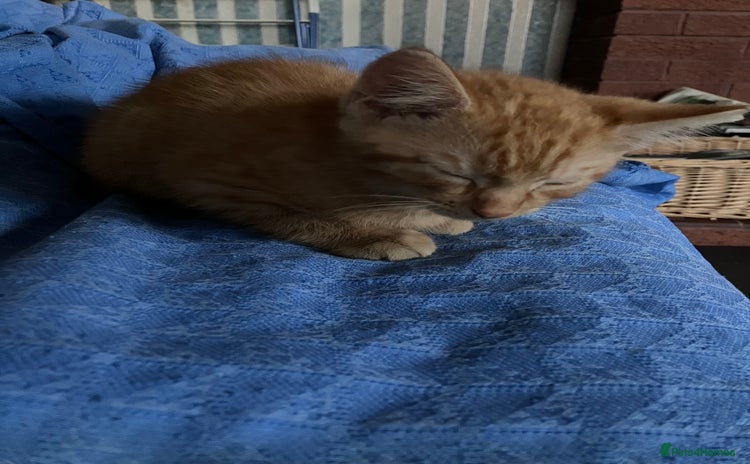 Domestic Shorthair cats - Advert 5