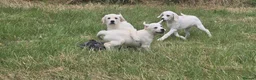 Labrador Retriever dogs for sale: Labrador puppies in Craigavon - Advert 6