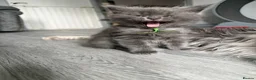 Maine Coon cats for sale: Mainecoon x in Wakefield - Advert 10