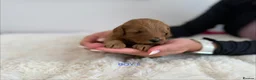 Cockapoo dogs for sale: Say Hello To Our Most Adorable Cockapoo Puppies - Advert 16