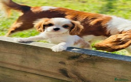 Cavalier King Charles Spaniel dogs for sale: Purebred Cavalier King Charles Spaniel Puppies - Image 9