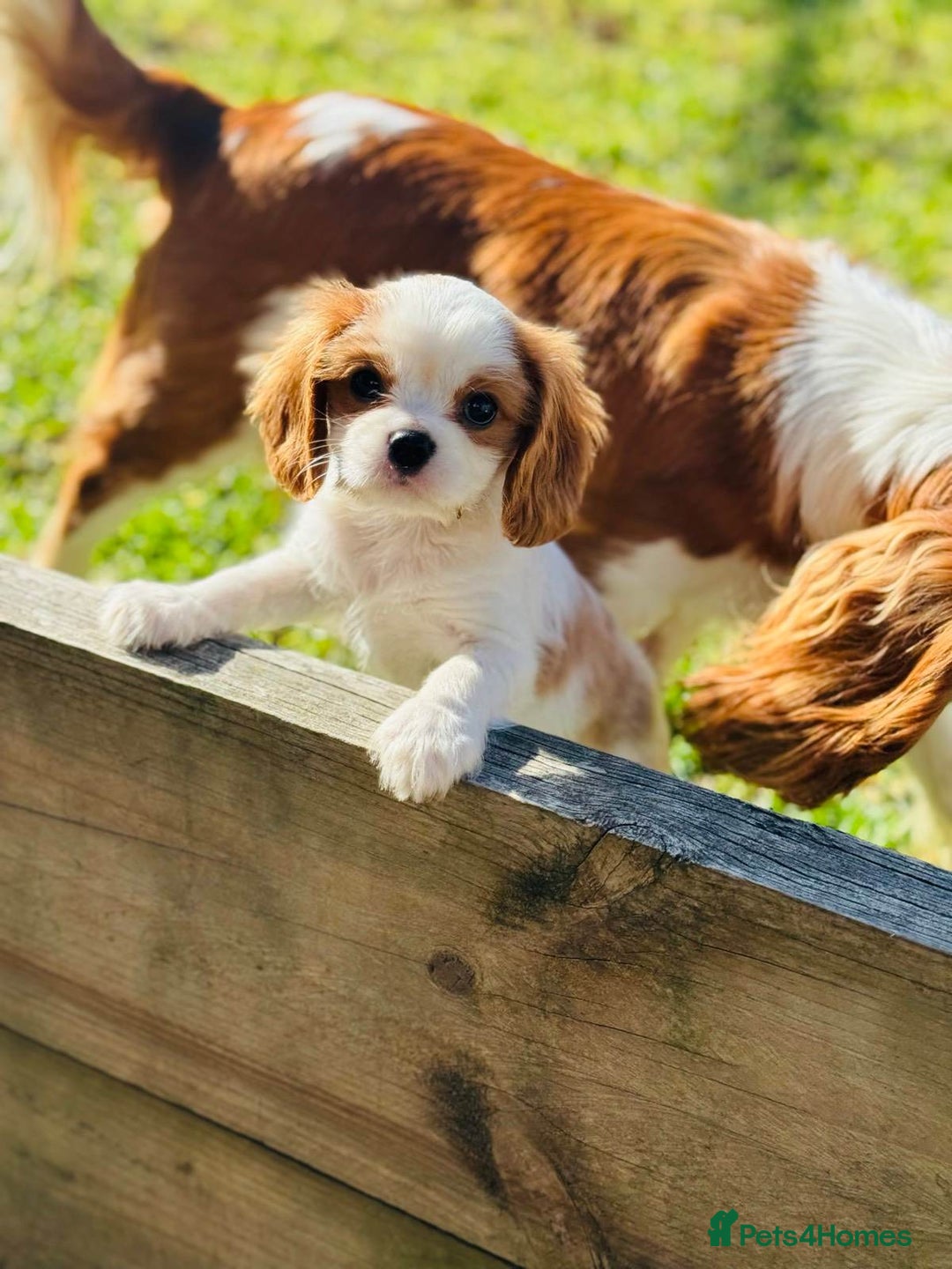 Cavalier King Charles Spaniel dogs for sale: Purebred Cavalier King Charles Spaniel Puppies - Image 9