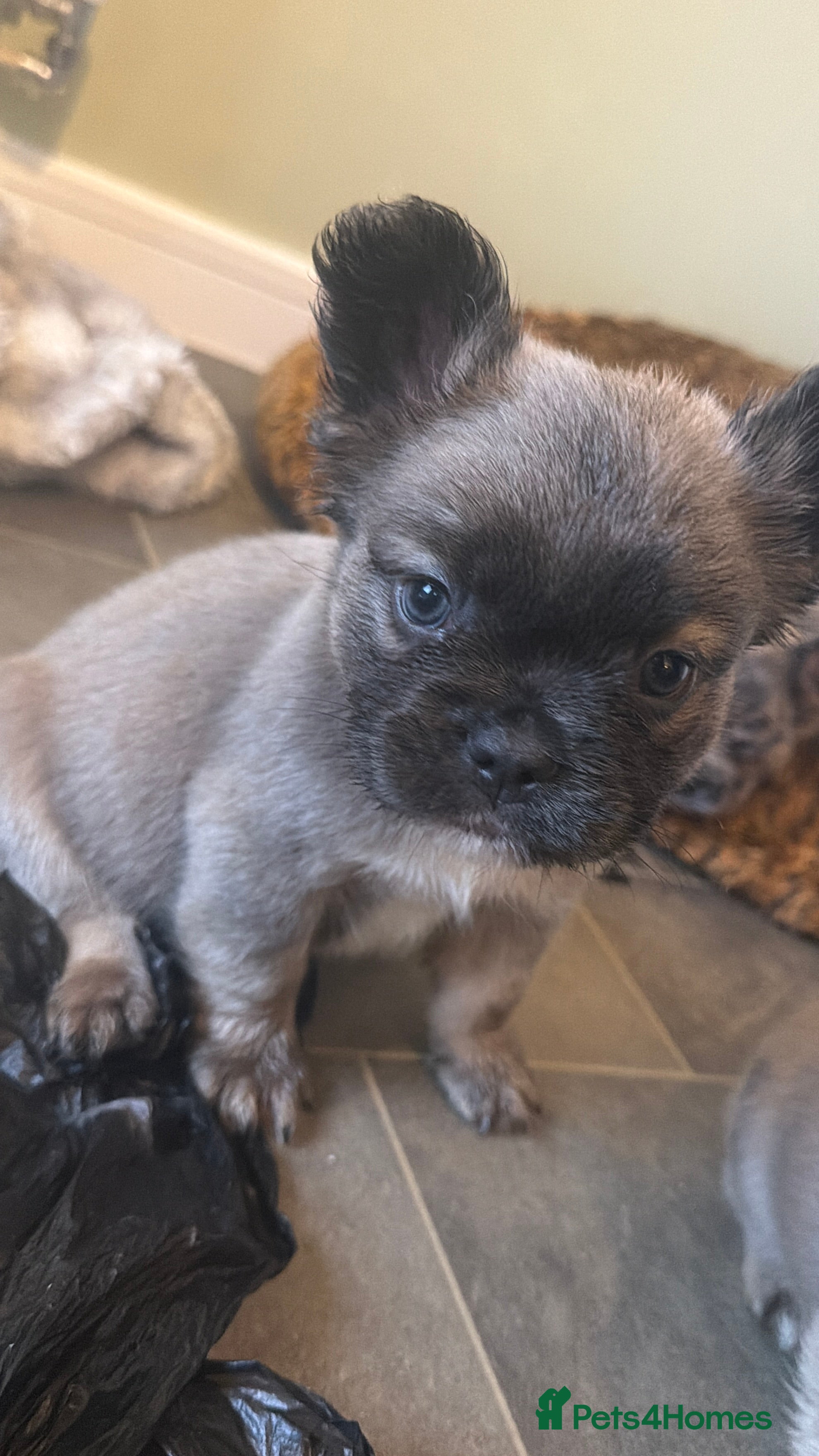 French Bulldog dogs 8 perfect fluffy visual French bulldogs dwkc 🧸🧸 - Advert 5