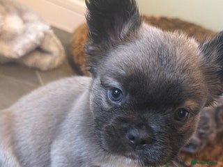 French Bulldog dogs 8 perfect fluffy visual French bulldogs dwkc 🧸🧸 - Advert 7