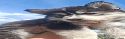 Pomsky dogs for sale: ❤️ POMSKY PUPPIES READY NOW ❤️ in Port Talbot - Advert 10