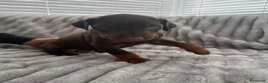 Dobermann Puppy 2
