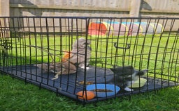 British Shorthair cats for sale: 4 Beutiful kittens  - Image 2