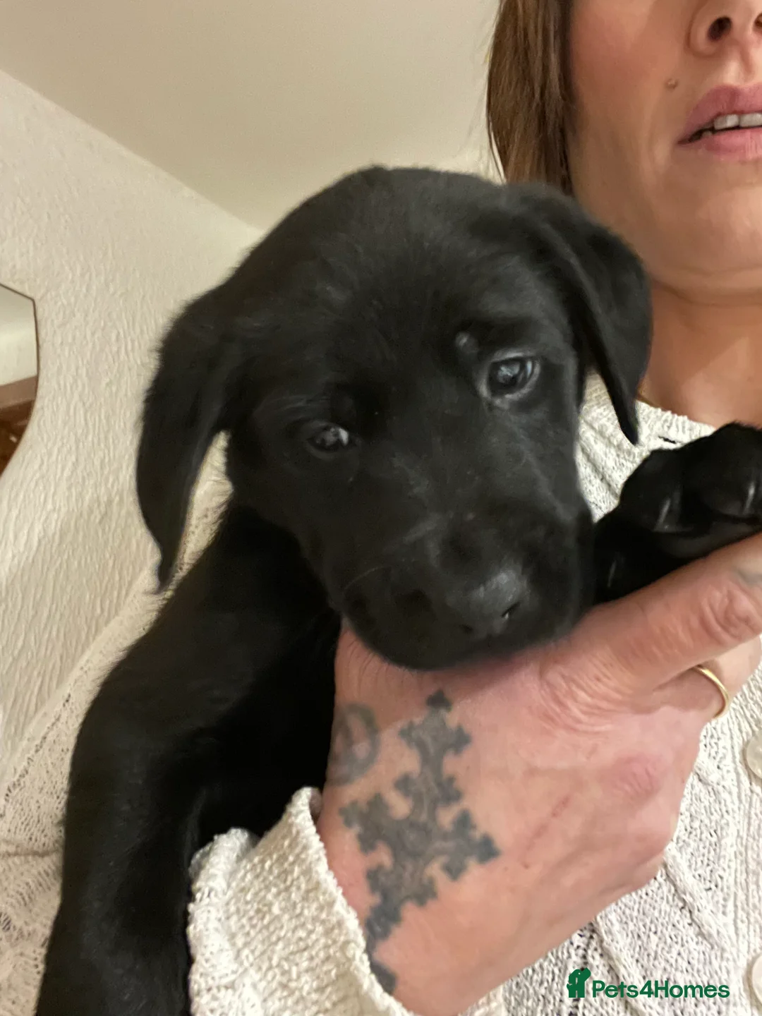 Labrador Retriever dogs for sale: Black male lab pup - Advert 4