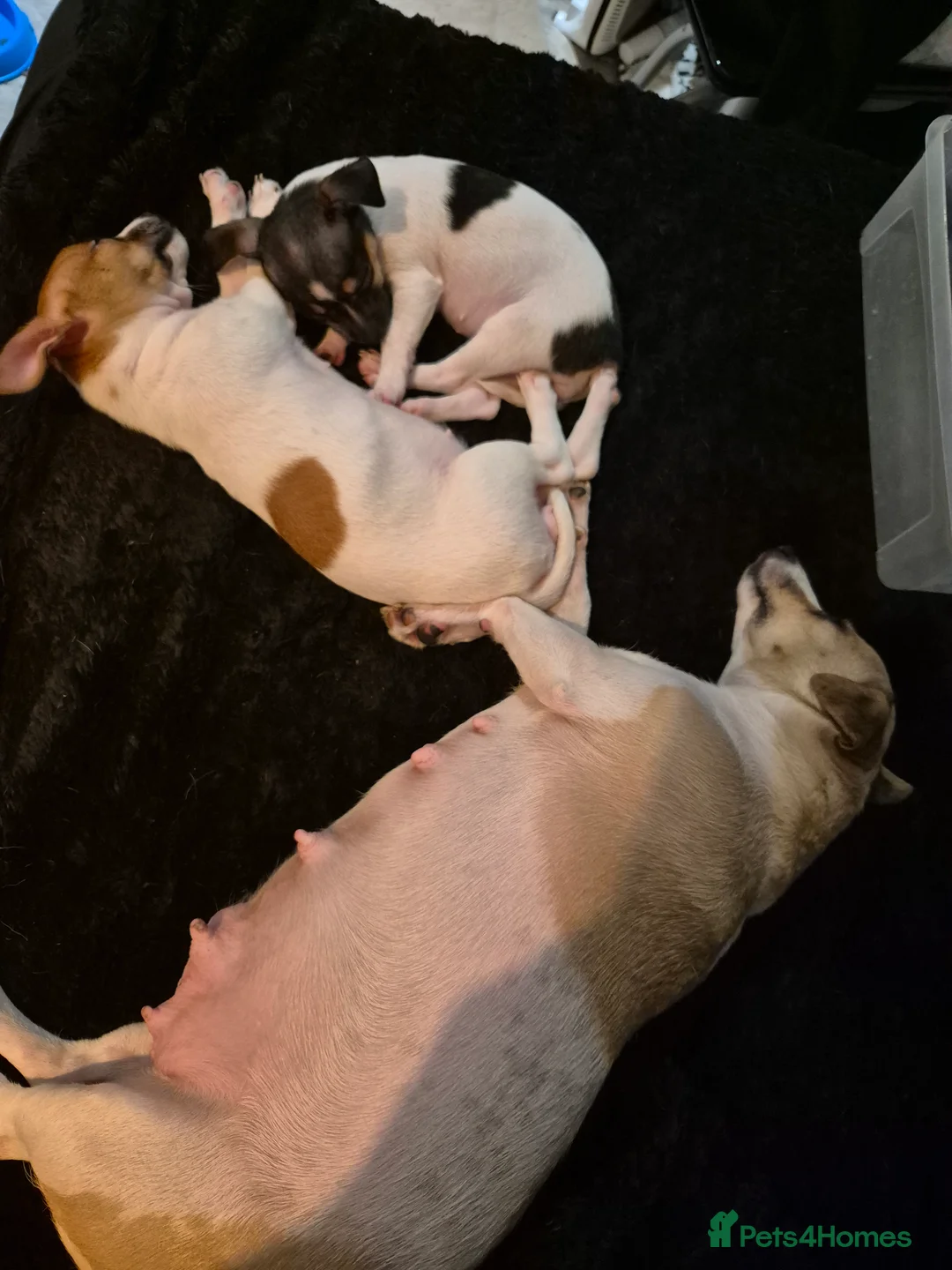 Mixed Breed dogs for sale: Jack Russell x Mini Pinscher - Advert 14