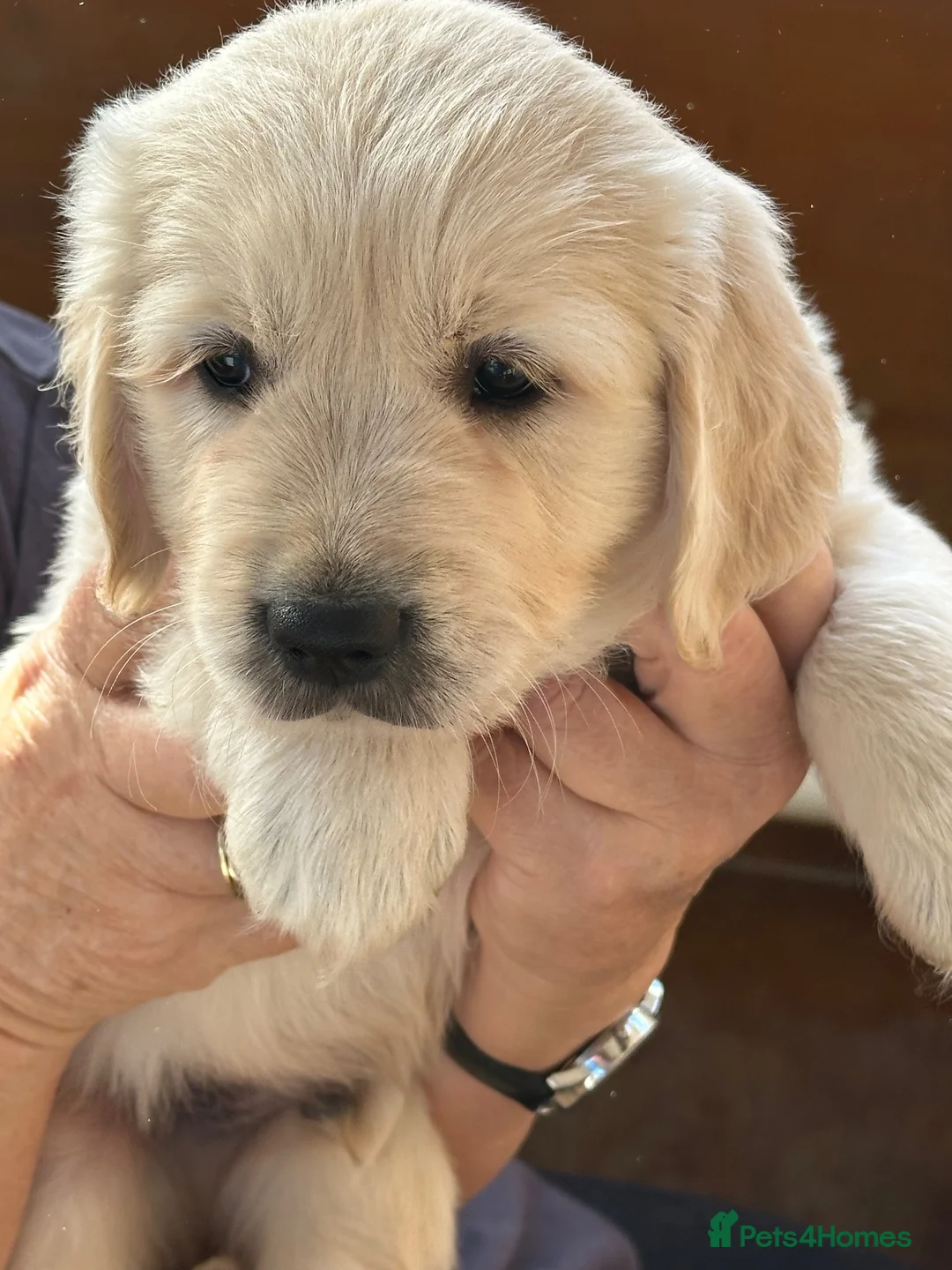 Golden Retriever dogs for sale: 🐾 Beautiful Golden Retriever Puppies - Advert 2