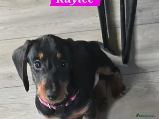 Dachshund dogs Beautiful Daxis - Advert 2