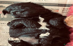 Shihpoo dogs for sale: Shipoo Pups LAST 2 - Image 14