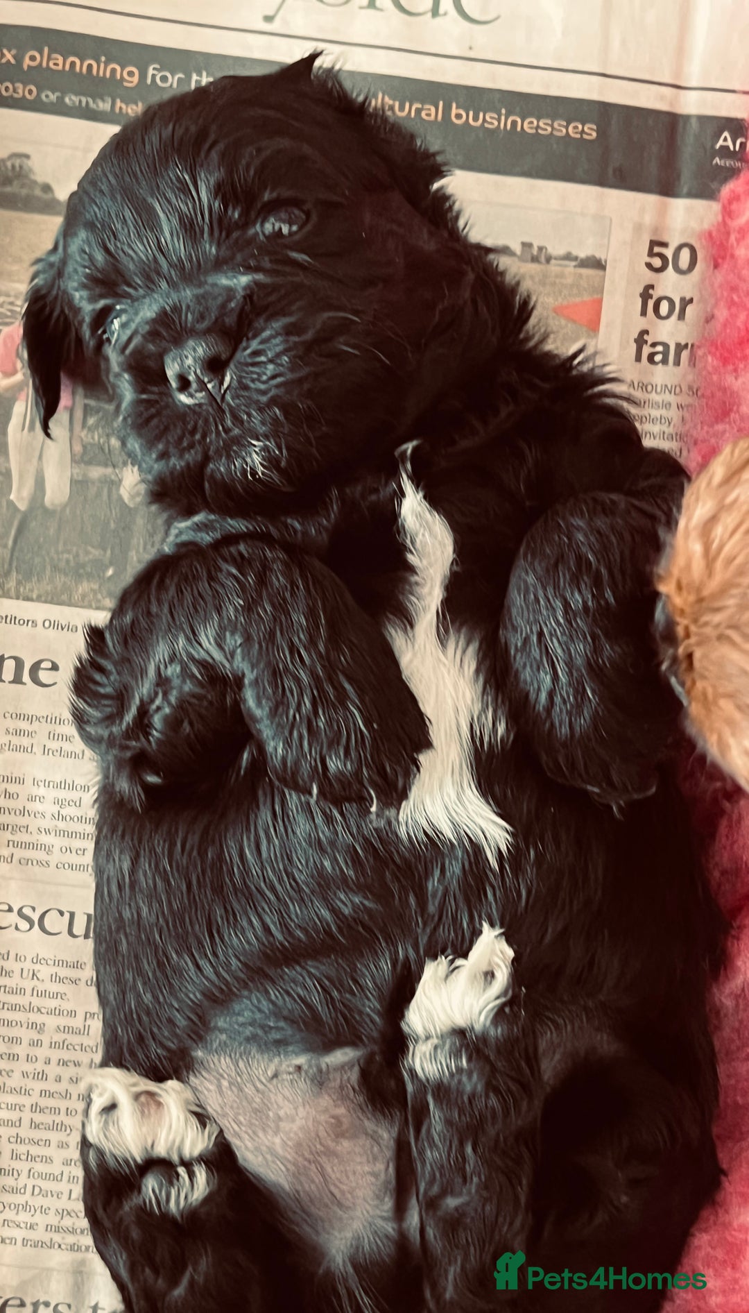 Shihpoo dogs for sale: Shipoo Pups LAST 2 - Image 14