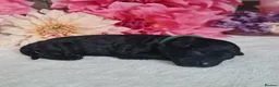 Miniature Poodle dogs for sale: ✨️The Romantasy Litter✨️ in Cranleigh - Advert 14