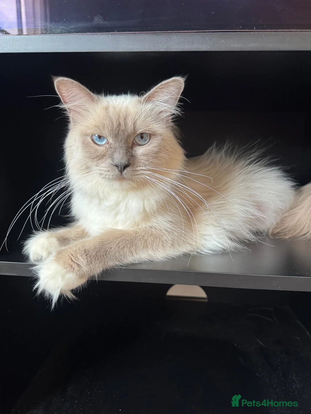 Ragdoll cats for sale: 8 beautiful ragdolls for sale in Ware - Advert 15
