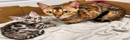 Bengal cats for sale: Stunning Silver Bengal Boy – TICA Reg Litter - Advert 7
