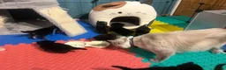 Mixed Breed cats for sale: 8 Beautiful Ragdoll Cross Kittens 🐾 - Advert 6