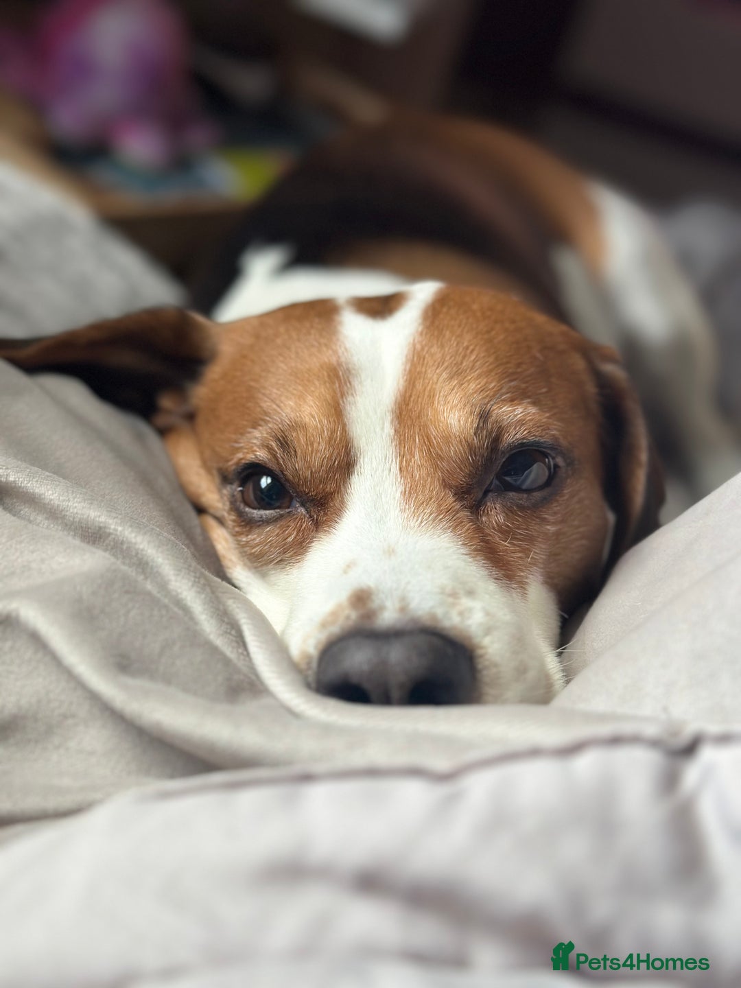Beagle dogs for stud: Beagle for stud - Image 8