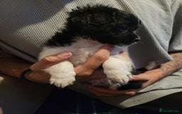Mixed Breed dogs for sale: Shih - poo pups  - Image 8
