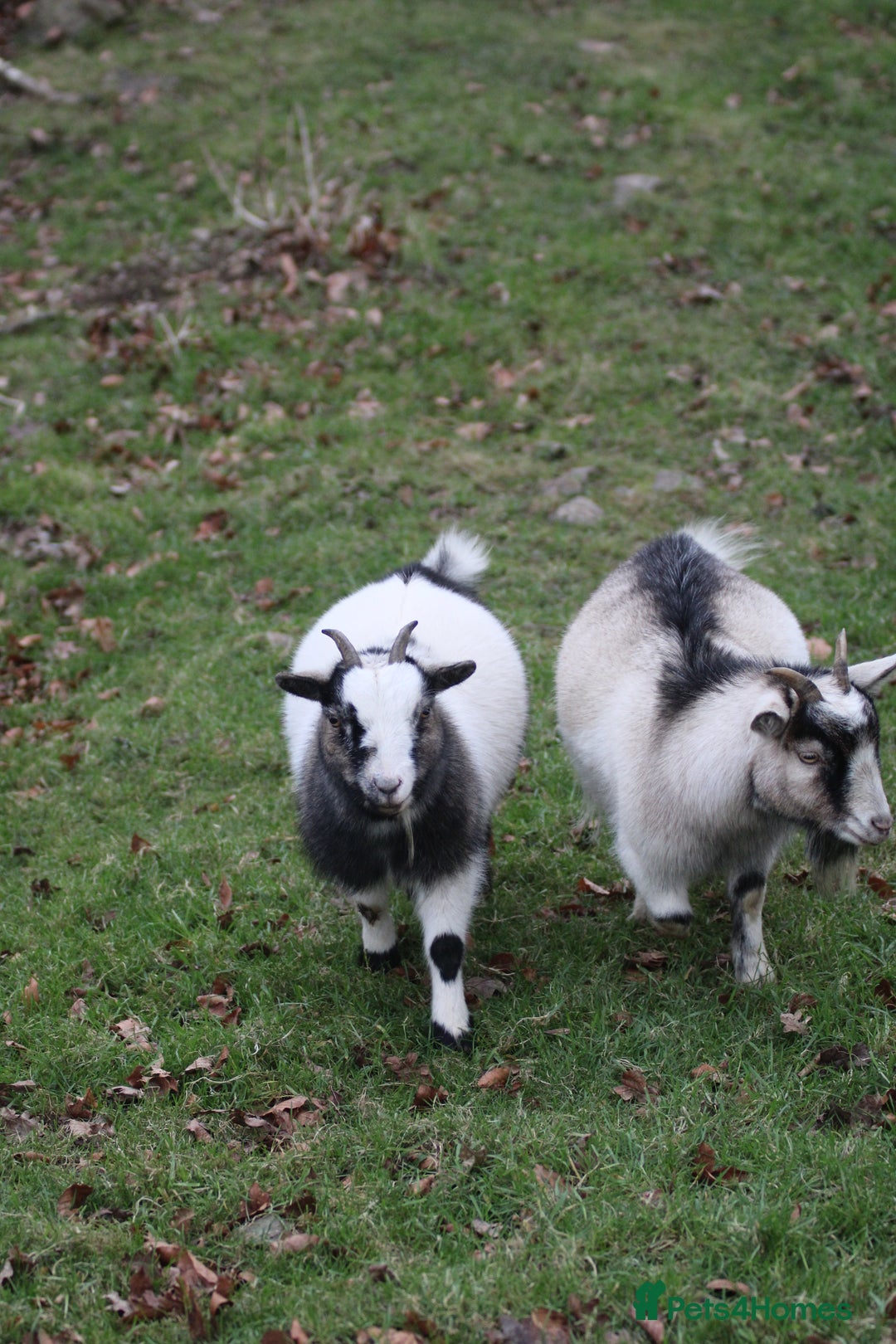 Goats livestock for sale: 2 Pygmy pet goats for sale - Advert 2