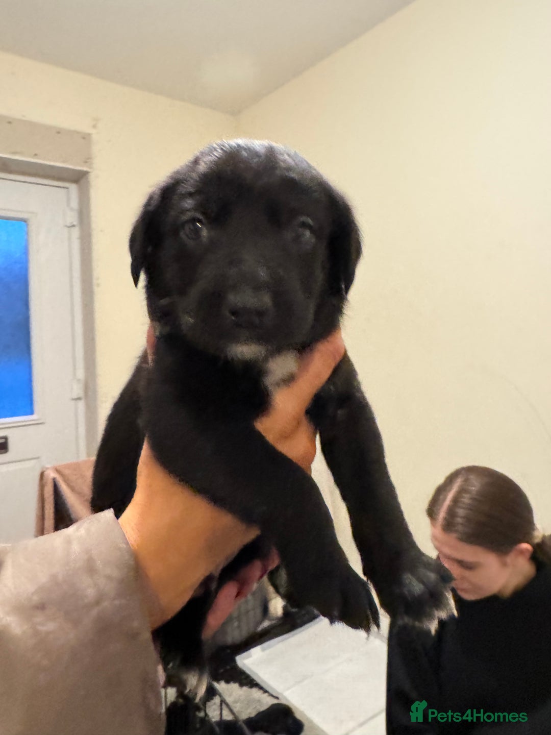 Borador dogs for sale: Lab collie puppies for sale  - Advert 5