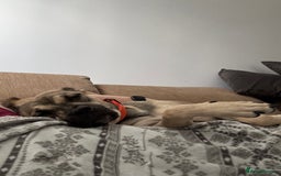 Presa Canario dogs for sale: Female Presa Canario - Image 4
