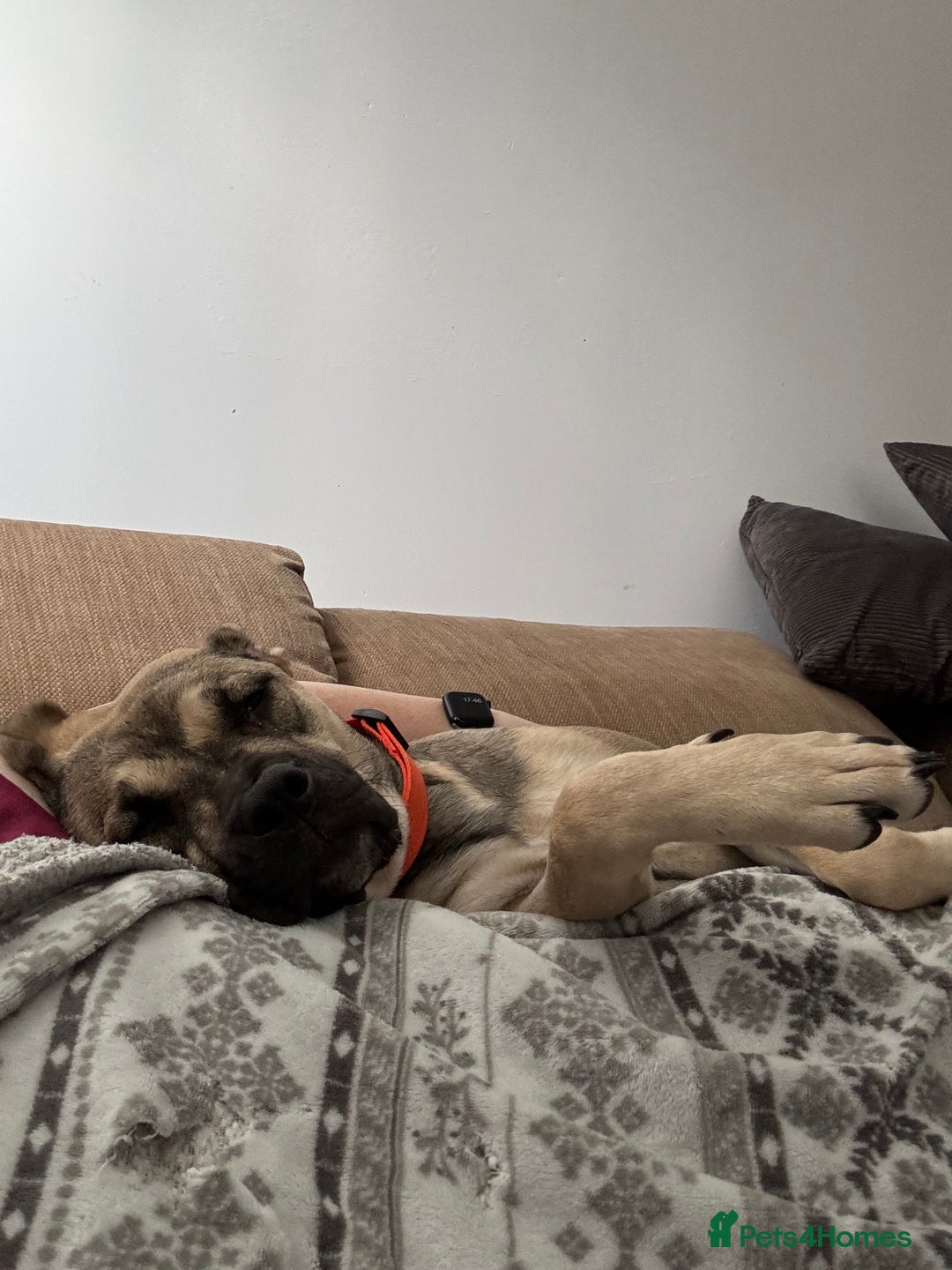 Presa Canario dogs for sale: Female Presa Canario - Image 4