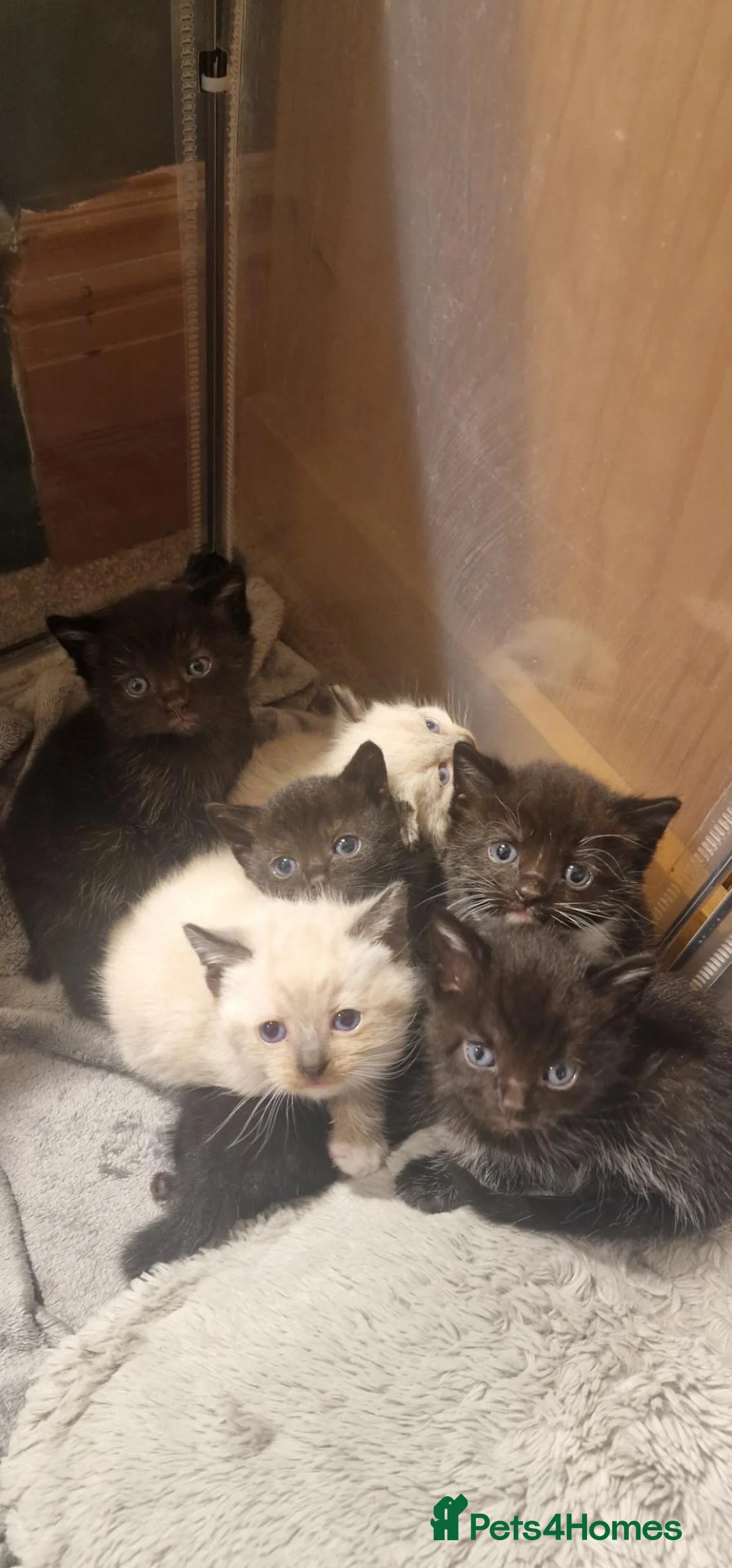Mixed Breed cats for sale: Ragdoll X Bengal kittens - Advert 2