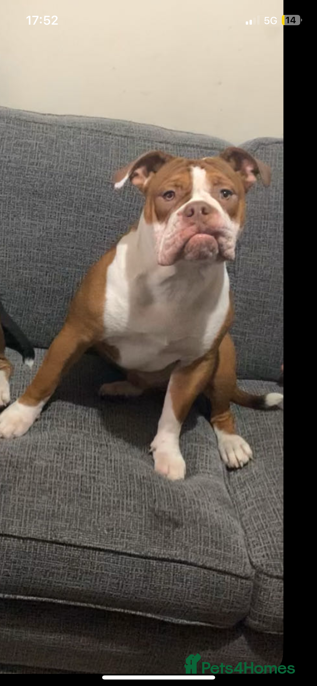 Dorset Olde Tyme Bulldogge dogs for sale: Olde English bulldog  - Image 2