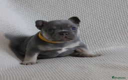 French Bulldog dogs for sale: Lilac and Tan, isabella, French bulldog puppies - Image 3