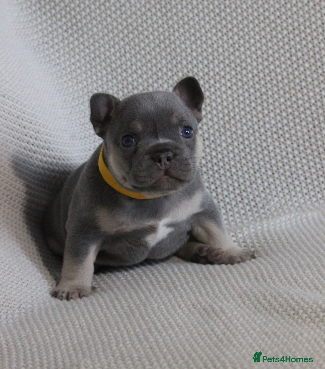 French Bulldog dogs for sale: Lilac and Tan, isabella, French bulldog puppies - Image 3