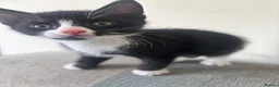 Mixed Breed cats for sale: Gorgeous Little Tuxedo Boy – Last One Remaining! in Saltburn-by-the-Sea - Advert 4