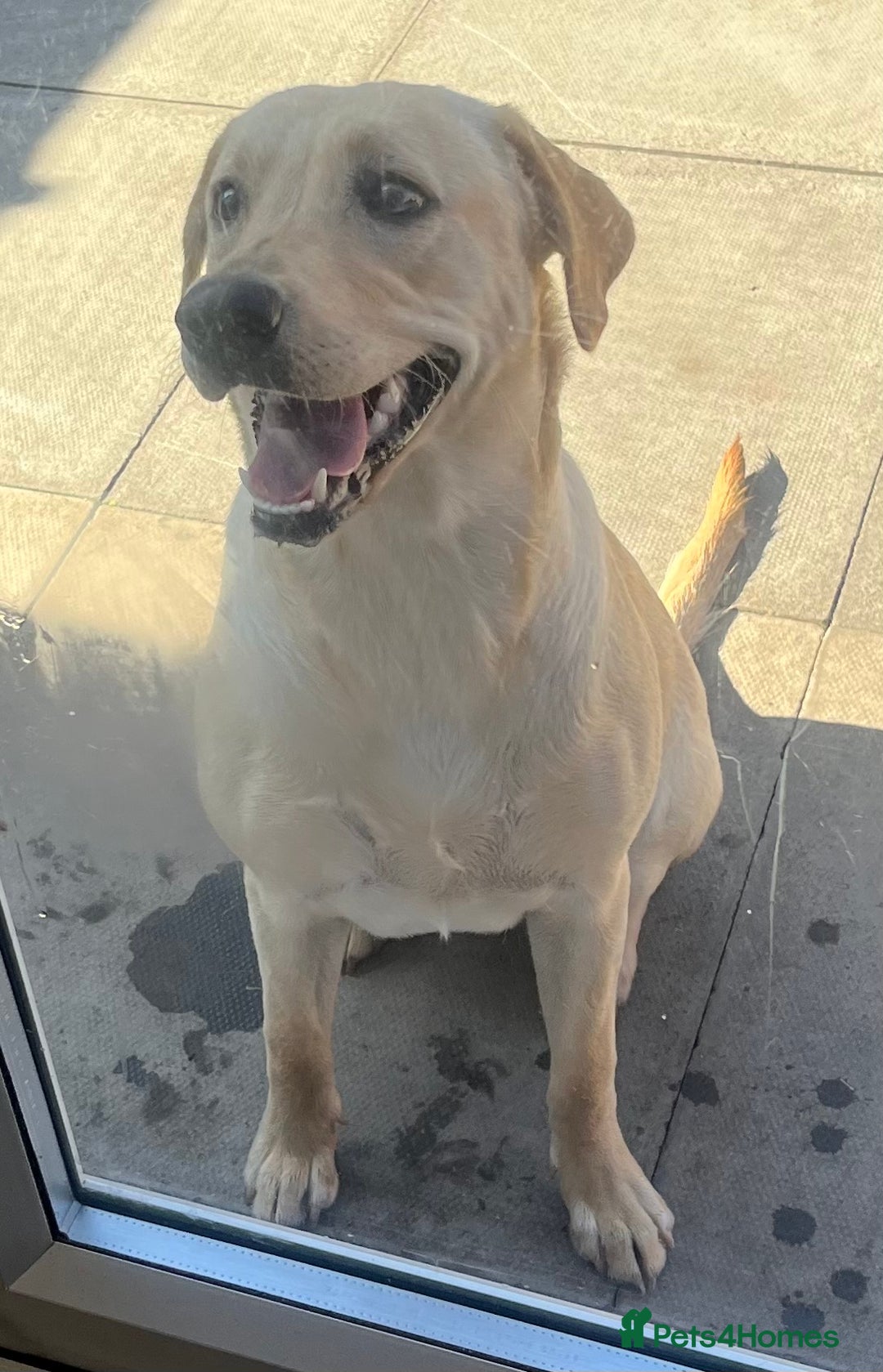 Labrador Retriever dogs for sale: Beautiful Labrador girl  - Image 2