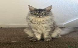 Maine Coon cats for sale: Maine Coon Male For Sale - TITAN - Advert 5