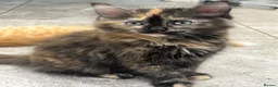 Mixed Breed cats for sale: Beautiful Friendly Kittens Ready for Loving Homes - Advert 26