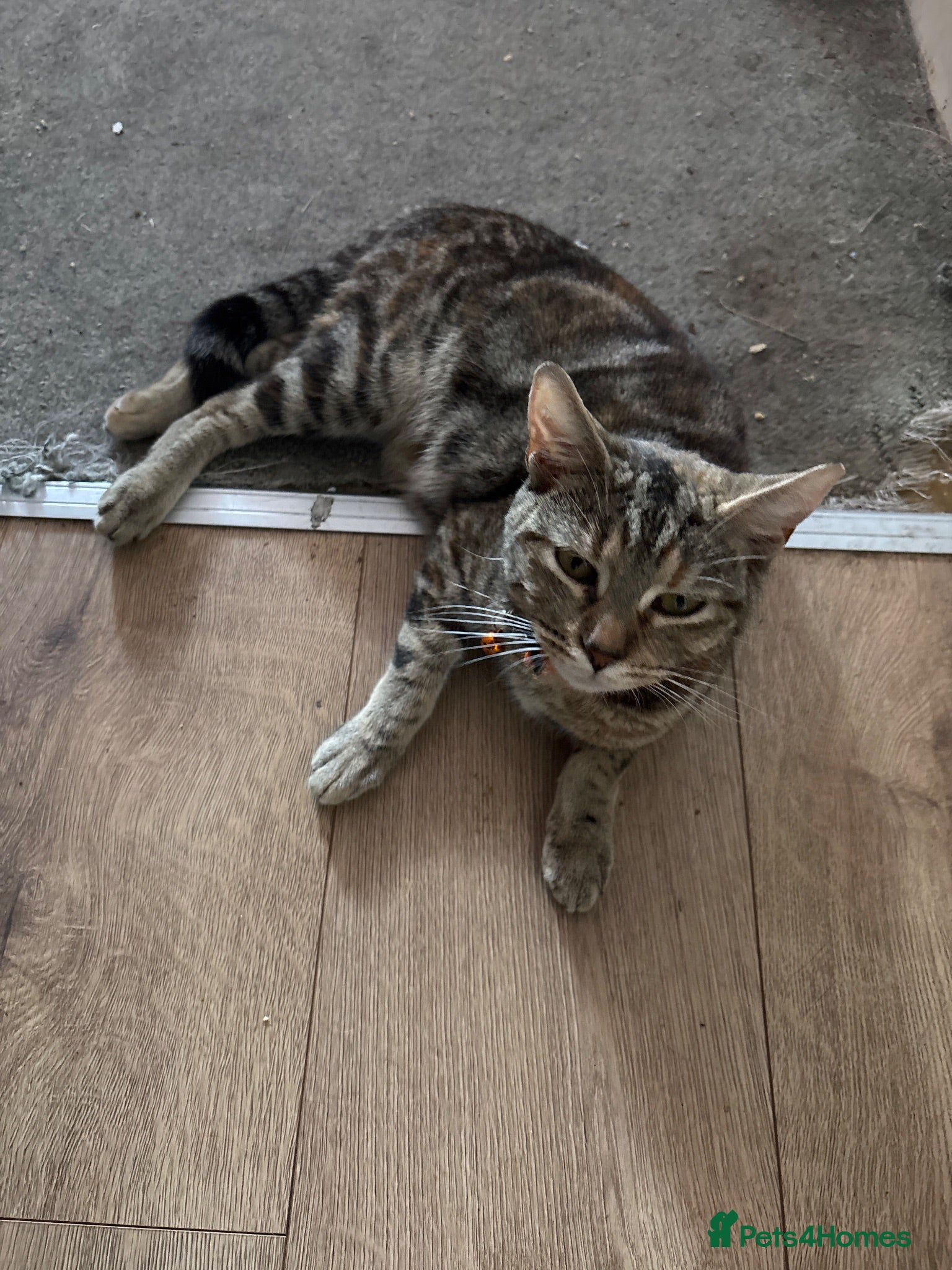 Mixed Breed cats 2 Gorgeous Kittens, 1 boy 1 Girl - Advert 1