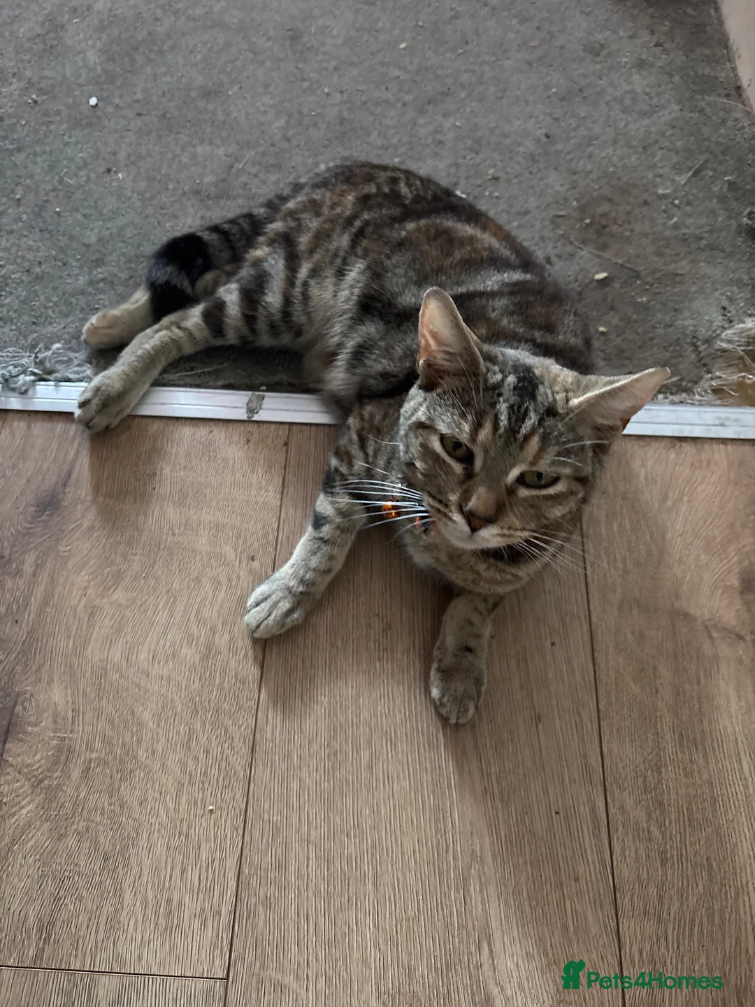 Mixed Breed cats for sale: 2 Gorgeous Kittens, 1 boy 1 Girl - Advert 1