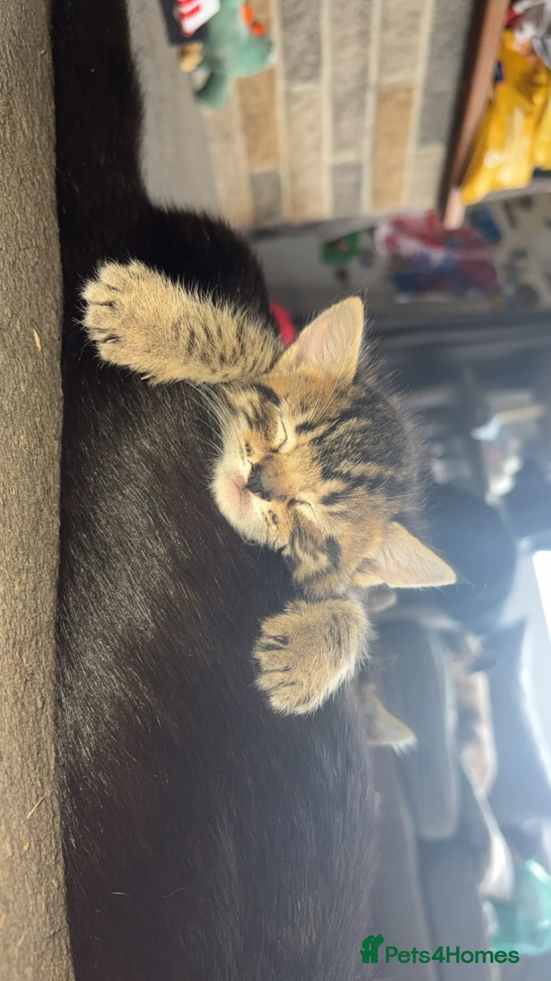 Maine Coon cats for sale: 2 MALES TABBY CROSS MAINECOON KITTENS - Advert 2