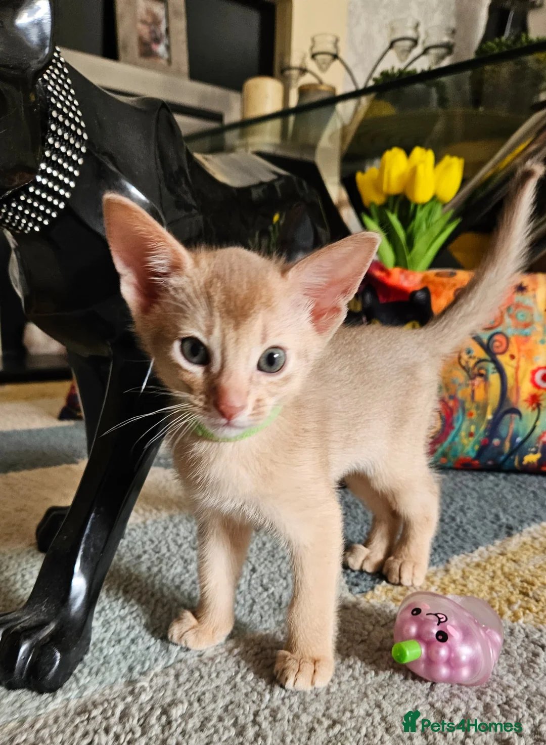 Abyssinian cats for sale: Abyssinian  - Advert 1