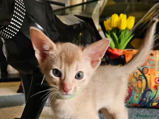 Abyssinian cats Abyssinian - Advert 4