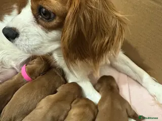 Cavalier King Charles Spaniel dogs Gorgeous Ruby Cavalier King Charles Spaniels 🩷💙 - Advert 1