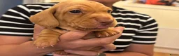 Miniature Dachshund dogs for sale: KC reg smooth hair miniature dachshund  - Advert 5