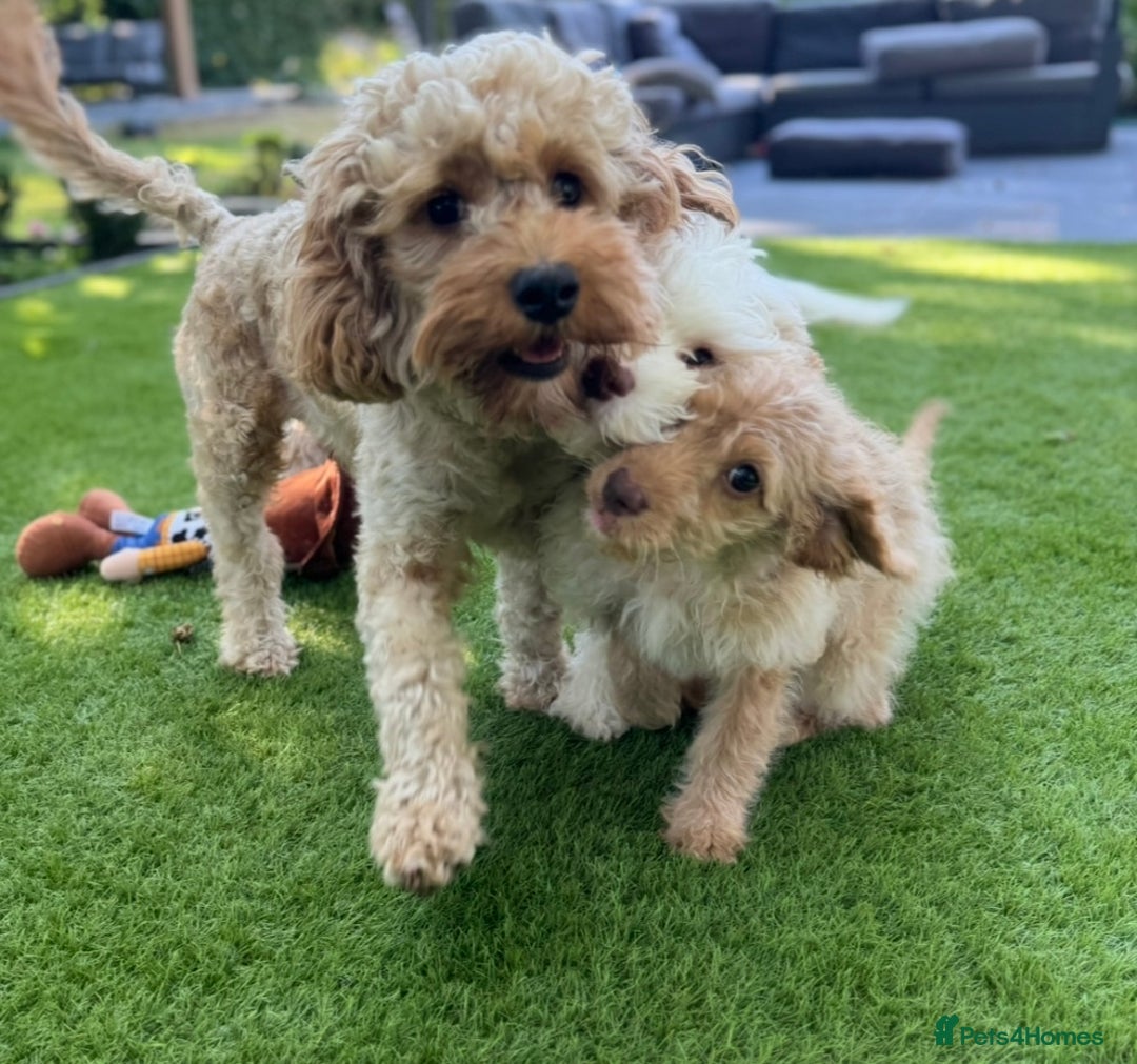 Cavapoo dogs for sale: F1b cavapoo puppies fully vaccinated  - Image 7