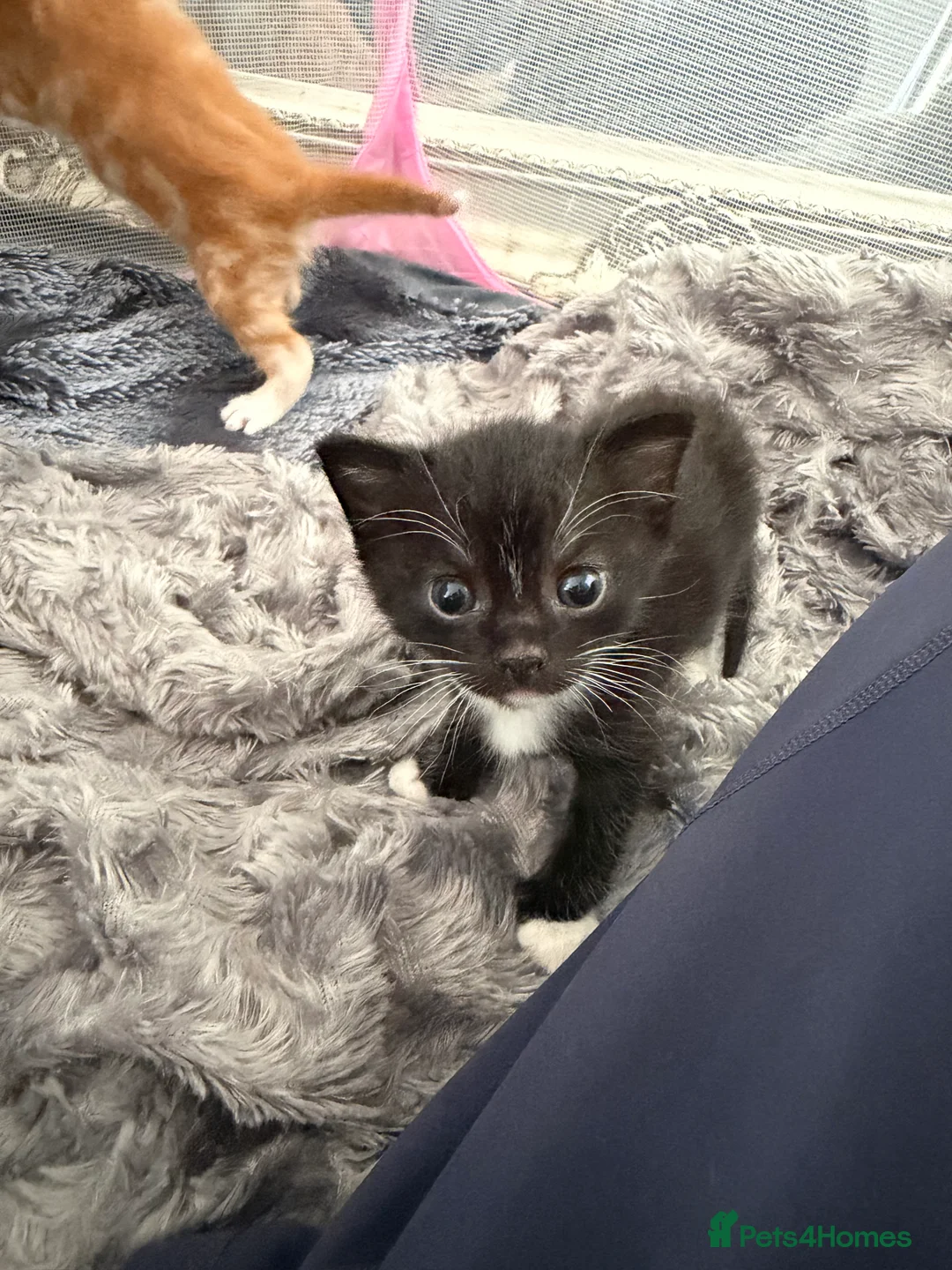 British Shorthair cats for sale: 2 kittens for sale  - Advert 21